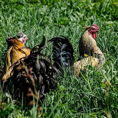 Dwa Deby * 우바브카