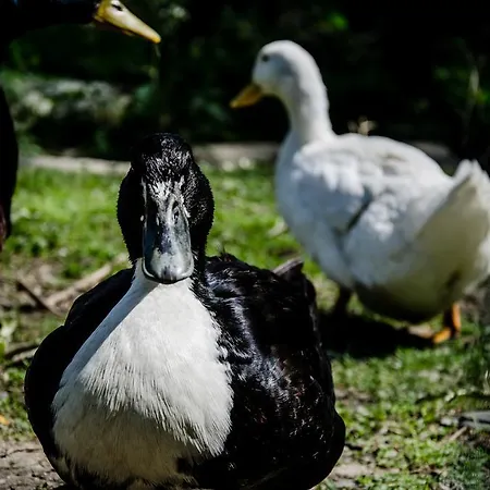 Dwa Deby 우바브카