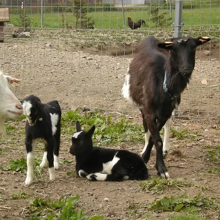 홈스테이 Dwa Deby