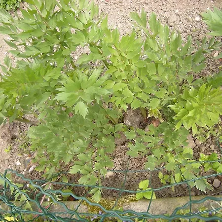 Dwa Deby לובאבקה