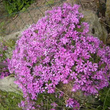 Pansiyon Dwa Deby Lubawka