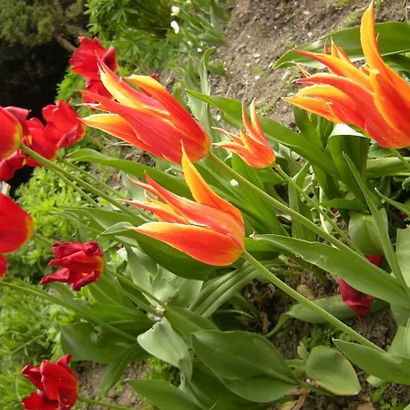 홈스테이 Dwa Deby *