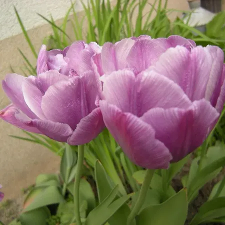 בית אירוח Dwa Deby *