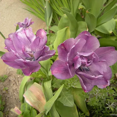 Pansiyon Dwa Deby Lubawka