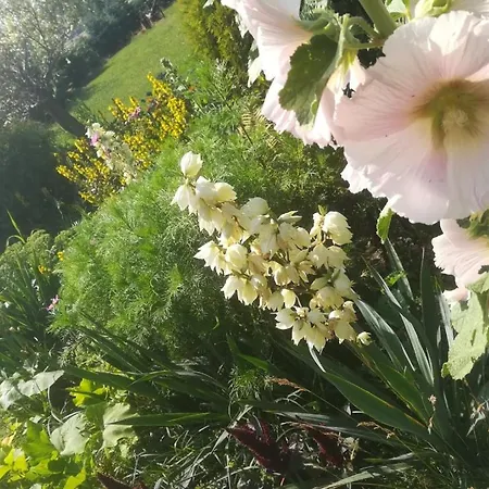 Dwa Deby 우바브카