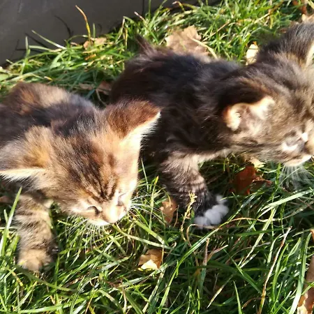 Dwa Deby בית אירוח