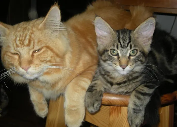 Dwa Deby Homestay szállás Lubawka