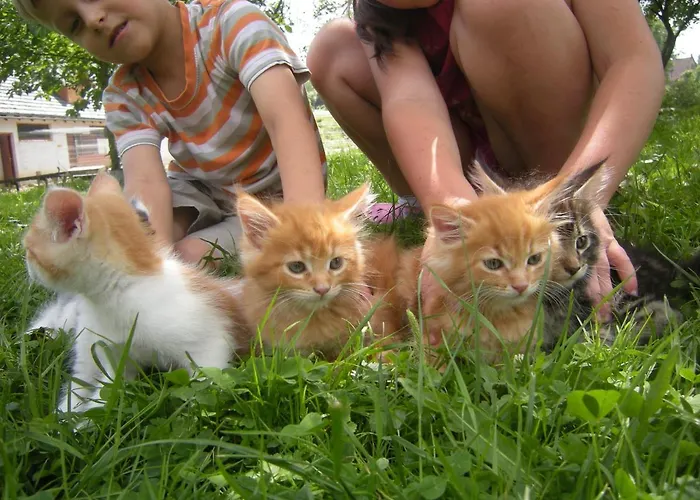 Homestay szállás Dwa Deby