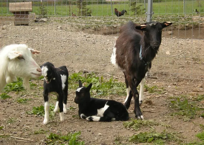 Homestay szállás Dwa Deby