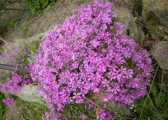 Homestay Dwa Deby Lubawka