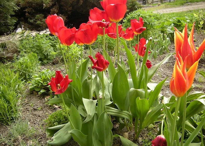 Homestay szállás Dwa Deby Lubawka