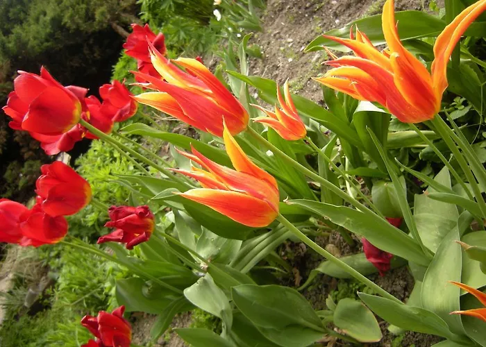 Homestay szállás Dwa Deby *