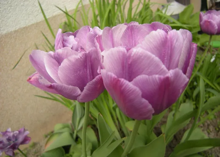 Homestay szállás Dwa Deby *