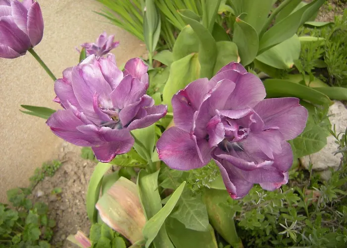 Homestay Dwa Deby Lubawka