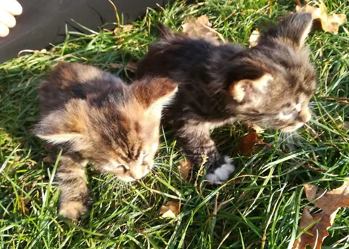 Dwa Deby Homestay szállás